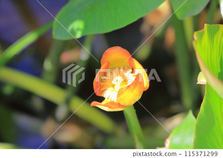 Water hyacinth flowers turn yellow and orange 115371299