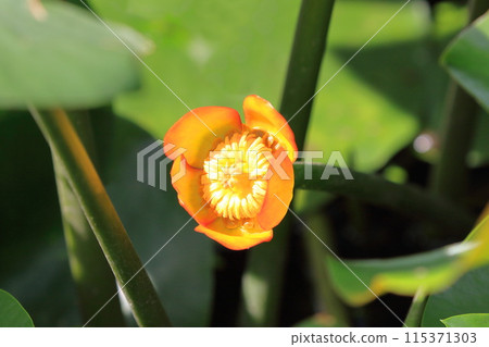 Water hyacinth flowers turn yellow and orange 115371303