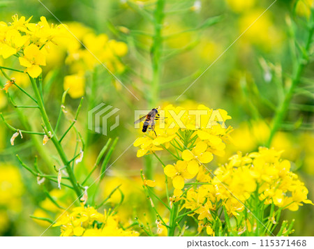 Spring News: A cute honeybee collecting nectar in a field of blooming rapeseed flowers 115371468