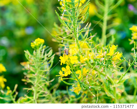 Spring News: A cute honeybee collecting nectar in a field of blooming rapeseed flowers Spring News: A cute honeybee collecting nectar in a field of blooming rapeseed flowers 115371477