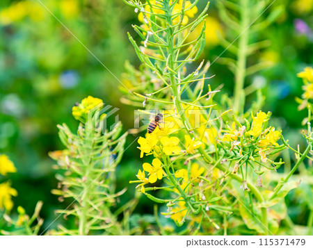 Spring News: A cute honeybee collecting nectar in a field of blooming rapeseed flowers 115371479