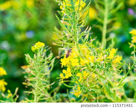 Spring News: A cute honeybee collecting nectar in a field of blooming rapeseed flowers 115371481