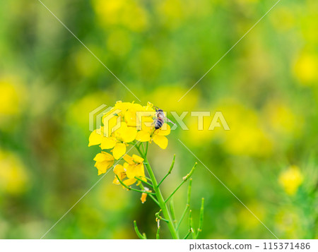 春天的消息:油菜花盛開,可愛的蜜蜂在採花蜜 春天的消息:油菜花盛開,可愛的蜜蜂在採花蜜 115371486
