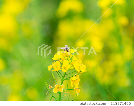 Spring News: A cute honeybee collecting nectar in a field of blooming rapeseed flowers 115371490