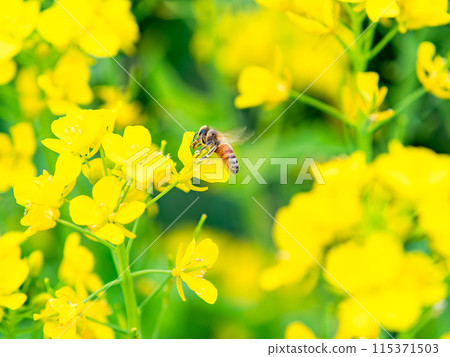Spring News: A cute honeybee collecting nectar in a field of blooming rapeseed flowers Spring News: A cute honeybee collecting nectar in a field of blooming rapeseed flowers 115371503