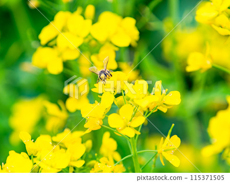 Spring News: A cute honeybee collecting nectar in a field of blooming rapeseed flowers 115371505