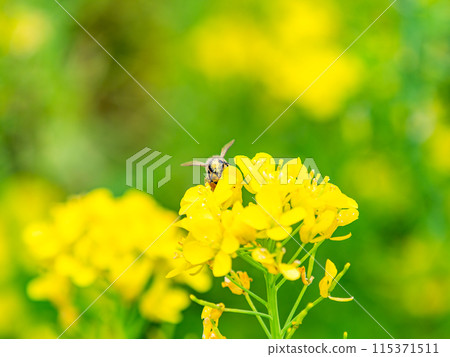 Spring News: A cute honeybee collecting nectar in a field of blooming rapeseed flowers 115371511
