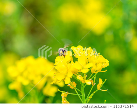 Spring News: A cute honeybee collecting nectar in a field of blooming rapeseed flowers Spring News: A cute honeybee collecting nectar in a field of blooming rapeseed flowers 115371514