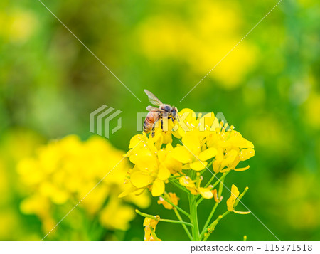 春天的消息：油菜花盛開，可愛的蜜蜂在採花蜜 115371518