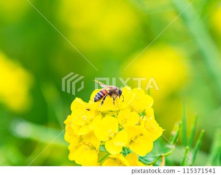 Spring News: A cute honeybee collecting nectar in a field of blooming rapeseed flowers Spring News: A cute honeybee collecting nectar in a field of blooming rapeseed flowers 115371541