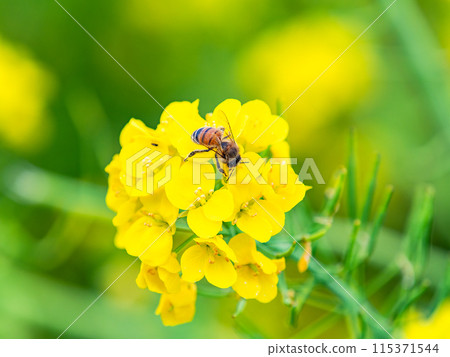 春天的消息：油菜花盛開，可愛的蜜蜂在採花蜜 115371544