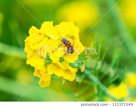 Spring News: A cute honeybee collecting nectar in a field of blooming rapeseed flowers 115371549