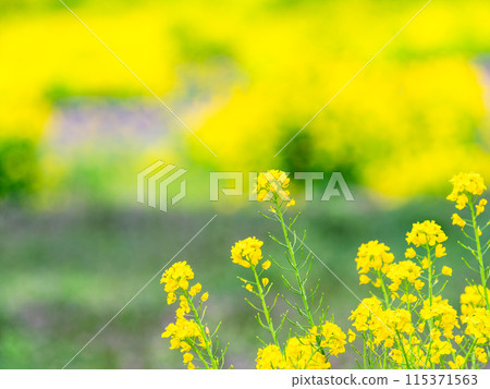 Spring News: A field of rapeseed flowers in full bloom 115371563