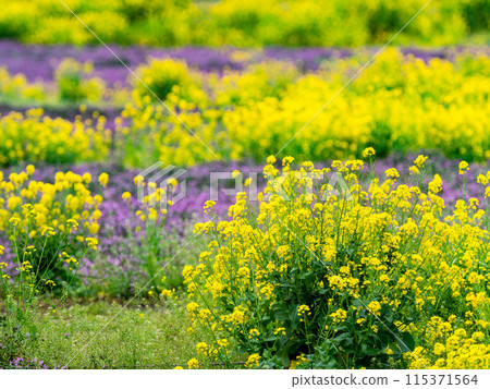 Spring News: A field of rapeseed flowers in full bloom 115371564