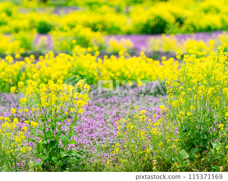 Spring News: A field of rapeseed flowers in full bloom Spring News: A field of rapeseed flowers in full bloom 115371569