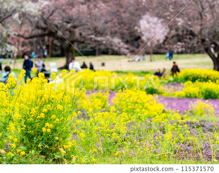 Spring News: A field of rapeseed flowers in full bloom Spring News: A field of rapeseed flowers in full bloom 115371570