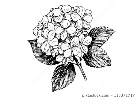 Vintage Hand-Drawn Hydrangea Vector Illustration: Sketch of Hortensia Flower, Floral Design . 115371717