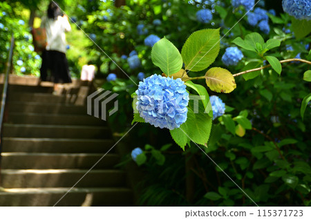神奈川縣鎌倉市山之內的旅遊景點明月院 115371723