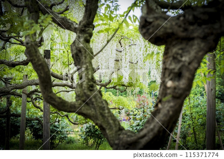 中間有紫藤 115371774