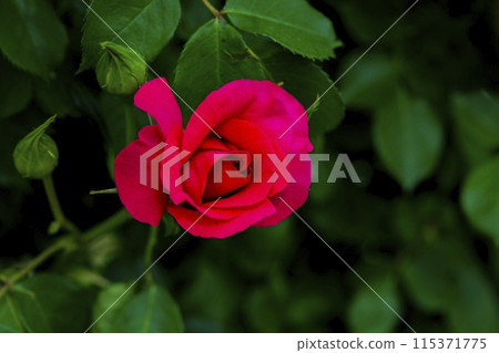 玫瑰單輪 115371775