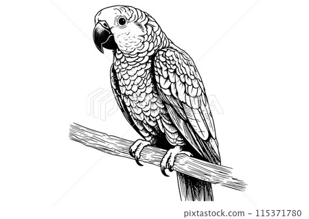 Parrot sitting on a branch hand drawn ink sketch. Engraved style vector illustration. 115371780