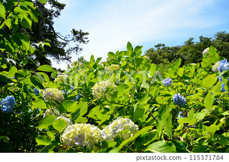 神奈川縣鎌倉市山之內的旅遊景點明月院 115371784