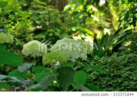 神奈川縣鎌倉市山之內的旅遊景點明月院 115371844