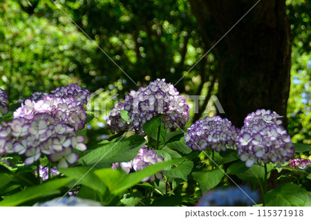 神奈川縣鎌倉市山之內的旅遊景點明月院 115371918