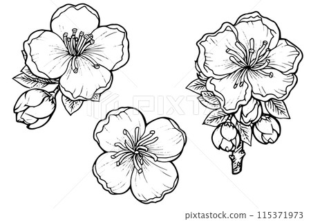 Sakura flower hand drawn ink sketch. Engraved style vector illustration. Sakura flower hand drawn ink sketch. Engraved style vector illustration. 115371973