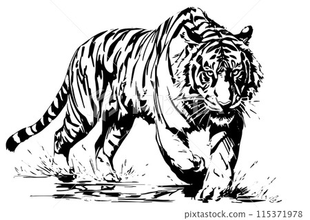 Engraved Vintage Tiger Vector Art. Wild Sketch Design, Black and White. Engraved Vintage Tiger Vector Art. Wild Sketch Design, Black and White. 115371978