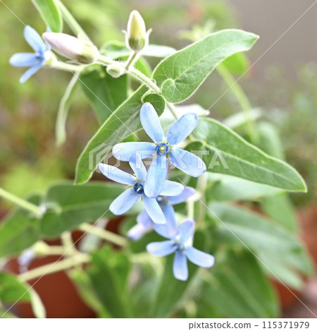Blue Star Blue Star 115371979