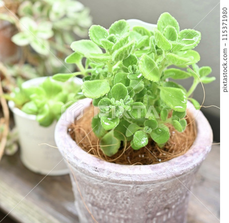 Small succulents in pots Small succulents in pots 115371980