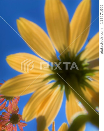 發光在藍天的花 發光在藍天的花 115371992