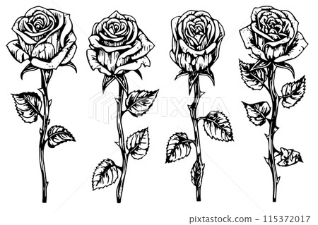 Set of rose flower hand drawn ink sketch. Engraving style vector illustration. 115372017