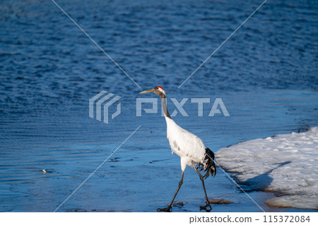 A red-crowned crane searching for food near the water A red-crowned crane searching for food near the water 115372084