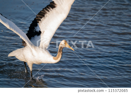 A young red-crowned crane about to take off from the water's edge A young red-crowned crane about to take off from the water's edge 115372085