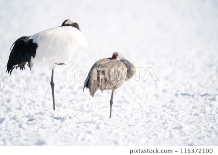Sandhill cranes resting at a feeding station 115372100