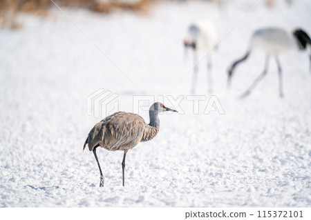 Sandhill Cranes searching for food at a feeding station 115372101