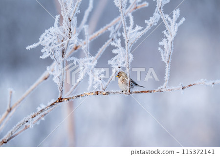 A redpoll perched on a branch covered in frost, observing its surroundings 115372141