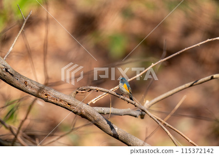 A blue-and-white flycatcher perched on a tree branch, observing its surroundings 115372142