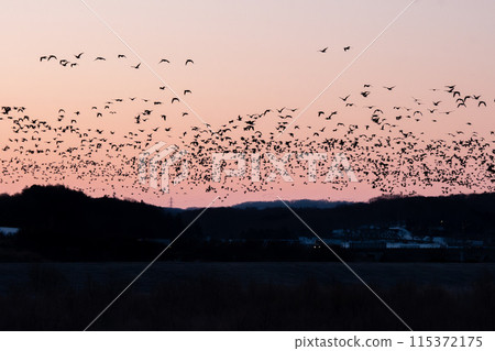 A flock of wild geese roosting together in the morning glow A flock of wild geese roosting together in the morning glow 115372175