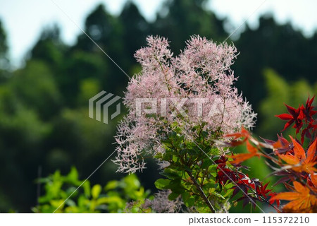 煙樹綠球 115372210