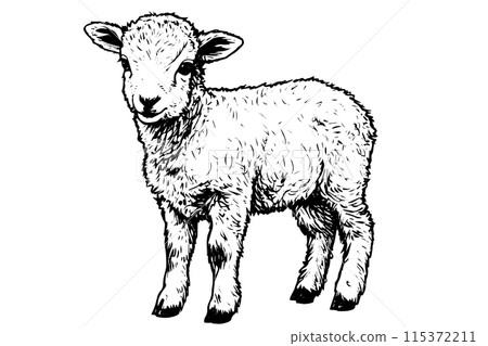 Cute sheep hand drawn ink sketch. Engraved style vector illustration. 115372211