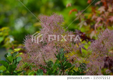 煙樹綠球 115372212