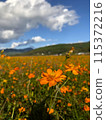 Yellow cosmos blooming in the cosmos field 115372216