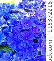 Bright blue hydrangea 115372218