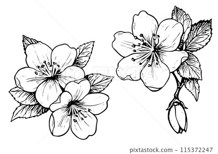Sakura flower hand drawn ink sketch. Engraved style vector illustration. Sakura flower hand drawn ink sketch. Engraved style vector illustration. 115372247