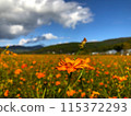 Lavender cosmos blooming on the plateau 115372293