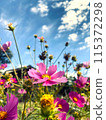 Cosmos shining in the autumn sky 115372298