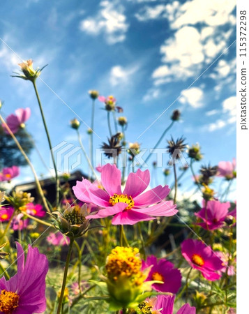 Cosmos shining in the autumn sky 115372298